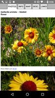 Oregon Wildflower Search syot layar 3