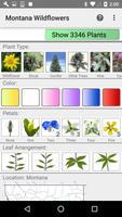 Montana Wildflowers الملصق