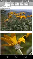 Nevada Wildflowers capture d'écran 3