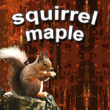 squirrel maple