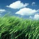 wind live wallpaper APK