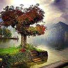 300 Free Autumn Tree Pictures आइकन