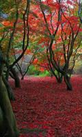 300 Free Autumn Tree Pictures imagem de tela 1