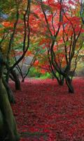 برنامه‌نما 300 Free Autumn Tree Pictures عکس از صفحه