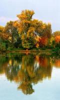 300 Free Autumn Tree Pictures syot layar 2