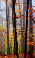 برنامه‌نما 300 Free Autumn Tree Pictures عکس از صفحه
