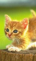 300.Free Funny Cat Pictures HD Plakat