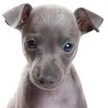 ”三百免费有趣的狗图片