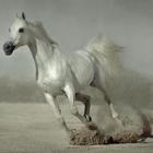 500 Amazing Horse Pictures HD أيقونة