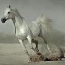 APK 500 Amazing Horse Pictures HD