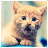 Friend Cat Wallpapers