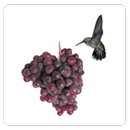 APK Wine Barbados