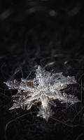 3 Schermata Winter Snowflakes Wallpaper