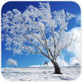 Winter Wallpaper