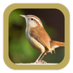 Suara Burung Winter Wren