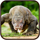 कॉमोडो ड्रैगन गलियारे rampage
