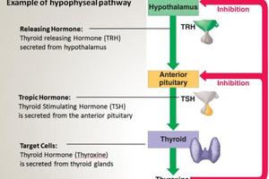 پوستر ivyanatomy