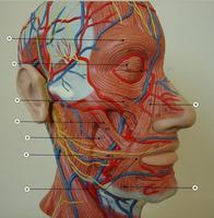 ivyanatomy capture d'écran 1