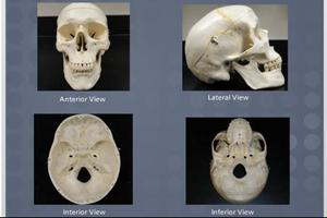 ivyanatomy ảnh chụp màn hình 2