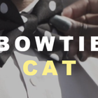 Cat Bow icône