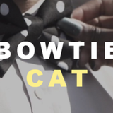 Cat Bow icono