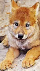 Скачать Bолк Обои APK