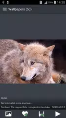 Скачать Bолк Обои APK