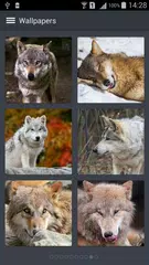 Скачать Bолк Обои APK