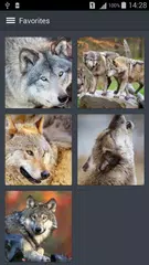 Скачать Bолк Обои APK