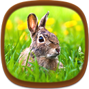 Animaux Fonds d'écran APK