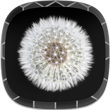 Black and White Wallpapers