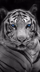 Black and White Wallpapers APK download