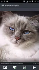 Black and White Wallpapers APK download