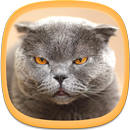 Cat Wallpapers APK