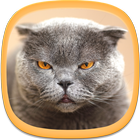 Cat Wallpapers ikona