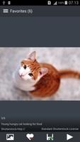 Cat Wallpapers screenshot 2