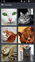 Cat Wallpapers screenshot 3