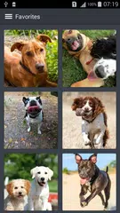 Скачать Фото Собак Обои APK