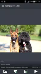 Скачать Фото Собак Обои APK