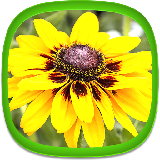 Papel De Parede Flores