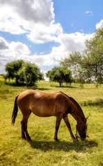 Скачать Лошади Обои APK