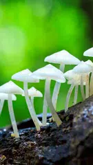 Скачать Nature Wallpapers APK