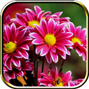 Flower Live Wallpaper APK