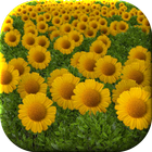 Flowers Live Wallpaper أيقونة