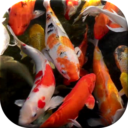 Koi Live Wallpaper