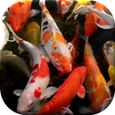 Koi Live Wallpaper APK