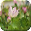 Lotus Flower Live Wallpaper