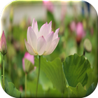 Lotus Flower Live Wallpaper آئیکن