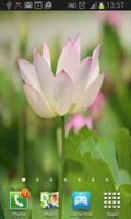 Lotus Flower Live Wallpaper پوسٹر