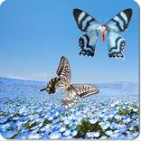 Flowers live wallpaper free